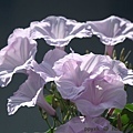 IMG_7428.jpg