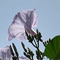 IMG_7431.jpg