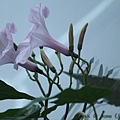 IMG_7430.jpg