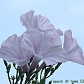 IMG_7434.jpg