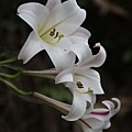 IMG_5915.jpg