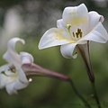 IMG_5927.jpg