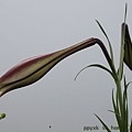 IMG_5940.jpg