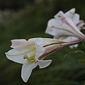 IMG_5950.jpg