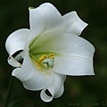 IMG_9667.jpg