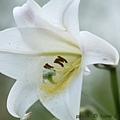 IMG_9662.jpg