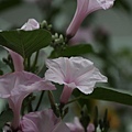 IMG_5245.jpg