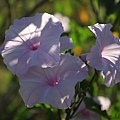 IMG_2130.jpg