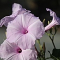 IMG_2125.jpg