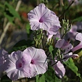 IMG_2129.jpg
