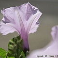 IMG_2134.jpg
