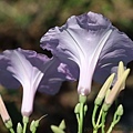 IMG_2135.jpg