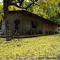 IMG_6711.jpg