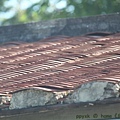 IMG_2894.jpg