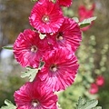 IMG_4531.jpg