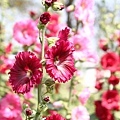 IMG_4530.jpg
