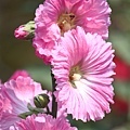 IMG_4533.jpg