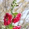 IMG_4537.jpg