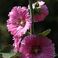 IMG_4535.jpg