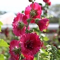IMG_4536.jpg