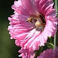 IMG_4534.jpg