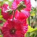 IMG_4538.jpg