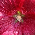 IMG_4540.jpg