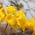 IMG_8110.jpg