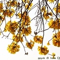 IMG_8332.jpg