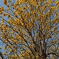 IMG_8341.jpg