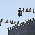 IMG_3599.jpg