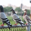 IMG_5471.jpg
