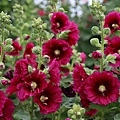 IMG_9695.jpg