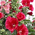 IMG_9691.jpg