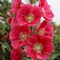 IMG_9694.jpg