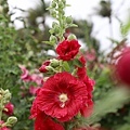 IMG_9702.jpg
