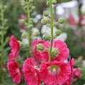 IMG_9708.jpg