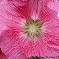 IMG_9712.jpg