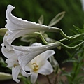 IMG_1272.jpg
