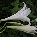 IMG_0276.jpg