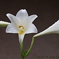 IMG_1274.jpg