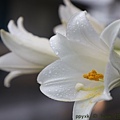 IMG_1285.jpg