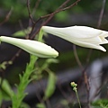 IMG_1682.jpg
