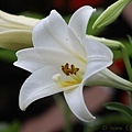 IMG_1690.jpg