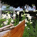 IMG_1698.jpg