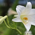 IMG_1750.jpg