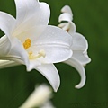 IMG_1752.jpg