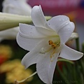 IMG_1986.jpg