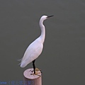 IMG_0908.jpg