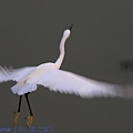 IMG_0905.jpg